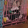 Snickers is registered to the contest to win money with this photo: animal, bedding, blue_cage, cage, closeup, collar, cute, decorations, dog, golden_leaf, green_collar, indoor, pet, pet_cage, pink_cage, puppy, resting, sleeping, small_dog, wooden_floor