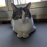 Tigrou a rejoint le concours — aidez-le/la à gagner de superbes lots ! cat, tabby, white_fur, indoor, window, yellow_eyes, pet, animal, curious, lying_down, front_paws, closeup, domestic_cat, whiskers, ears, feline, resting, natural_light, floor, looking