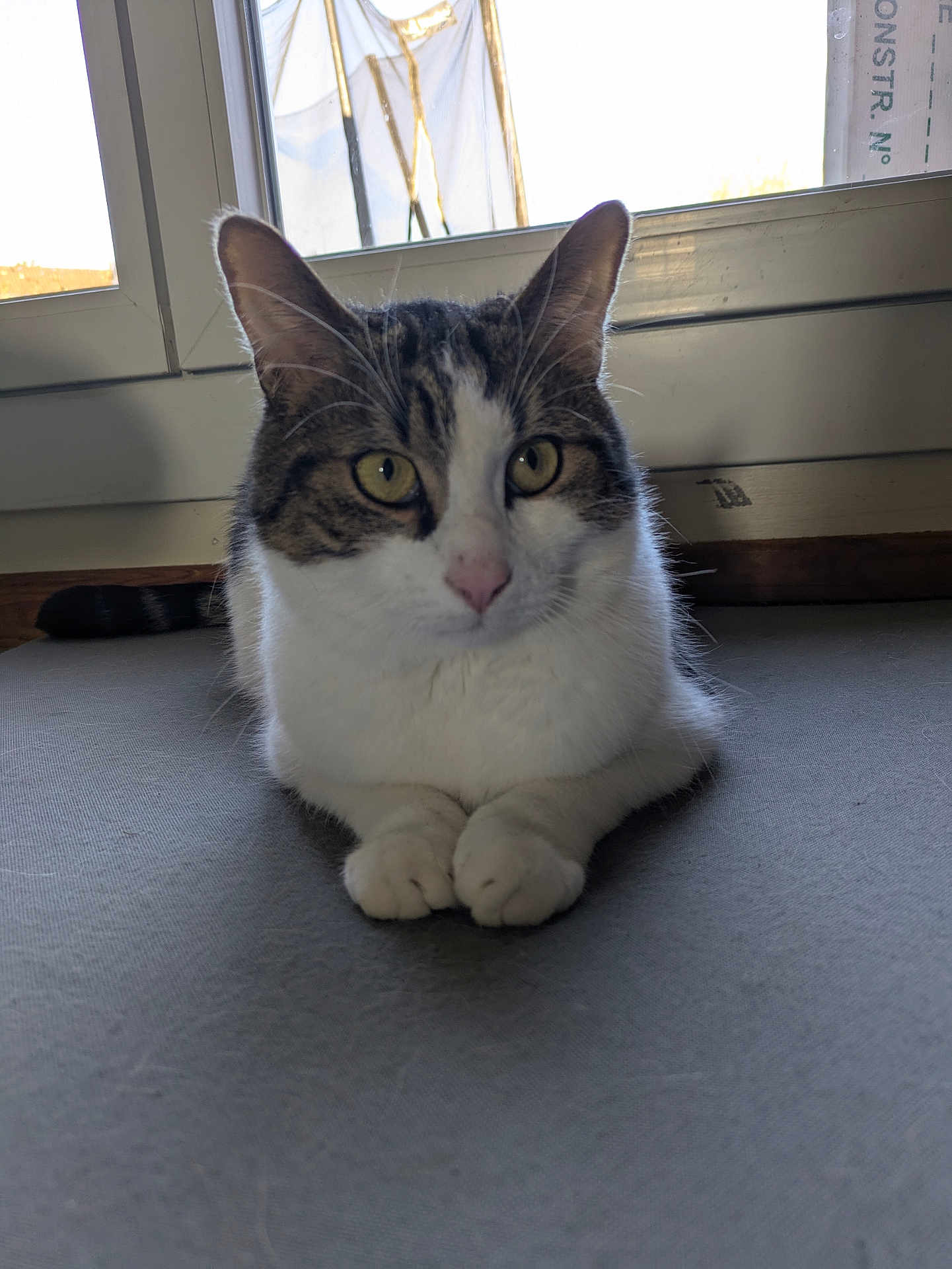 Tigrou