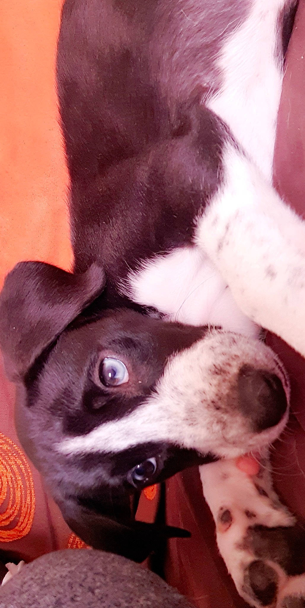 Iron a rejoint le concours — aidez-le/la à gagner de superbes lots ! boston_terrier, canidae, carnivore, dog, dog_breed, eye, feist, mammal, mcnab, non_sporting_group, nose, puppy, puppy_love, rat_terrier, snout, toy_fox_terrier, whiskers