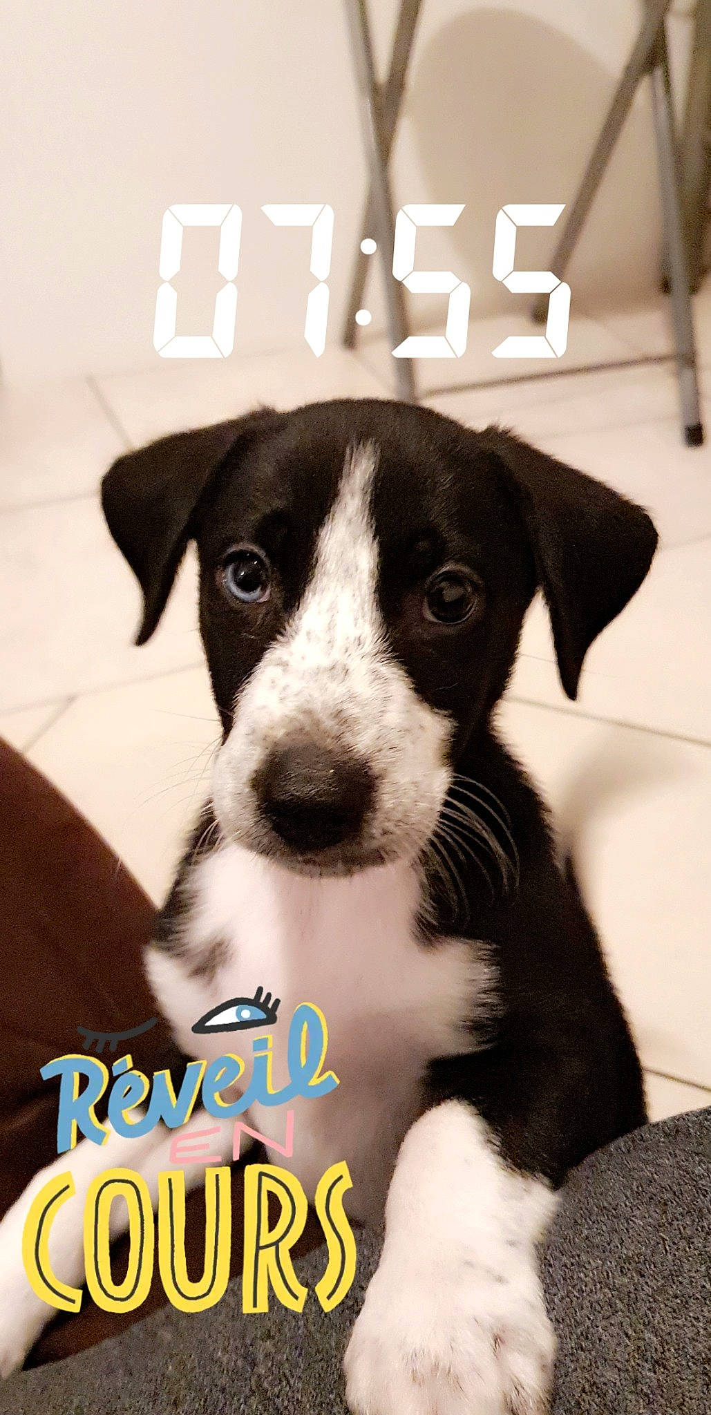 Iron participe au concours pour gagner de l'argent avec cette photo : canidae, carnivore, companion_dog, dog, dog_breed, feist, mammal, mcnab, photo_caption, puppy, smooth_fox_terrier, snout, street_dog, vertebrate, whiskers