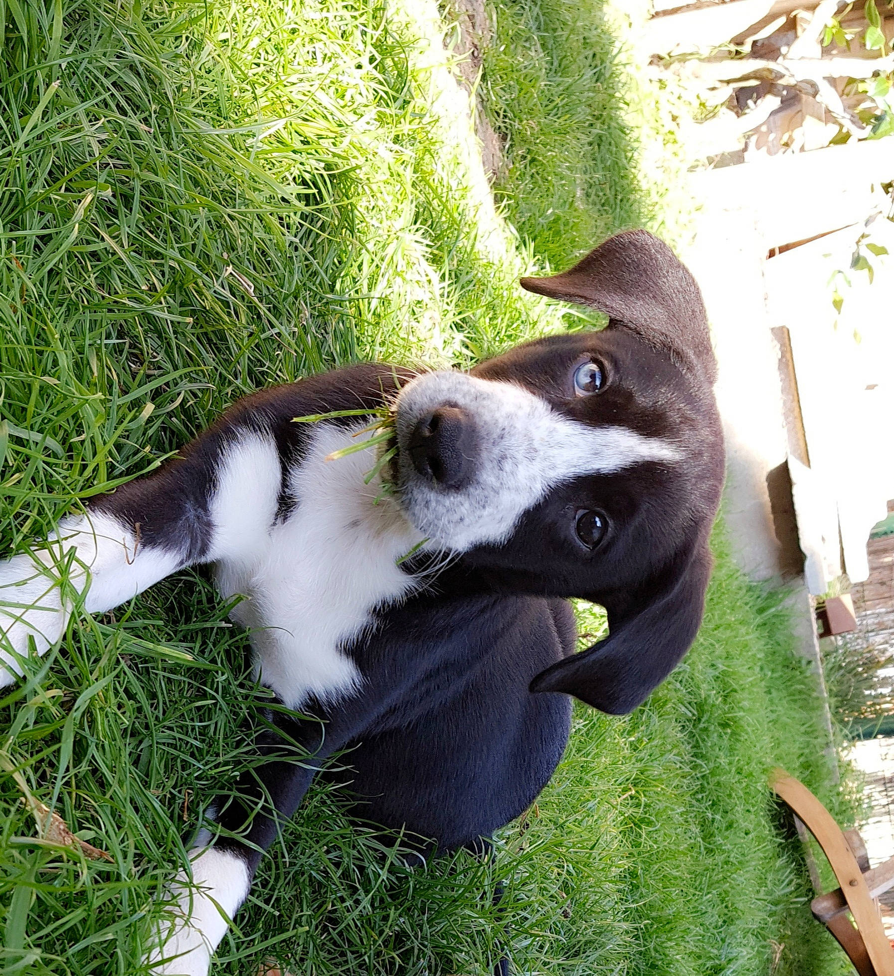 Iron a rejoint le concours — aidez-le/la à gagner de superbes lots ! bluetick_coonhound, canidae, carnivore, dog, dog_breed, english_springer_spaniel, grass, grass_family, green, mammal, mcnab, nose, plant, pointer, puppy, snout, sporting_group