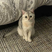 Luna a rejoint le concours — aidez-le/la à gagner de superbes lots ! cat, kitten, animal, pet, sitting, upright, front_view, wide_eyes, ears, whiskers, fur, gray_fur, cream_fur, indoors, rug, blanket, couch, home, portrait, cute