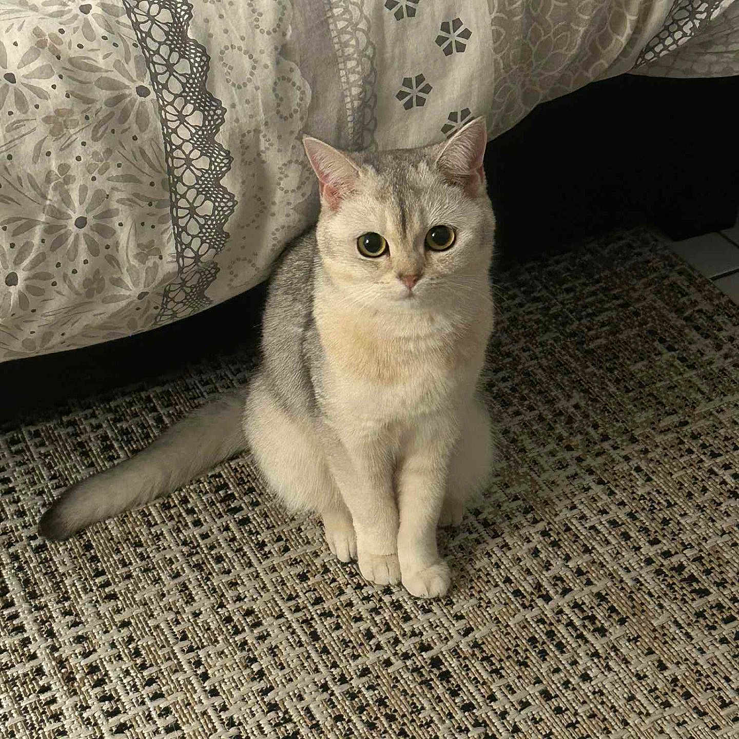 Luna a rejoint le concours — aidez-le/la à gagner de superbes lots ! cat, kitten, animal, pet, sitting, upright, front_view, wide_eyes, ears, whiskers, fur, gray_fur, cream_fur, indoors, rug, blanket, couch, home, portrait, cute