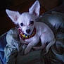Angel joined the competition — help win amazing prizes! dog, small_dog, white_dog, pet, blanket, indoor, bandana, curled_up, ears, animal, cozy, resting, cute, fur, companion, looking, soft, home, relaxed, portrait