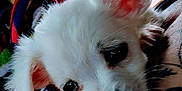 Angel joined the competition — help win amazing prizes! puppy, dog, white_dog, close_up, cute, pet, animal, snuggling, tattoo, blanket, cozy, fur, portrait, indoor, young_dog, companion, cute_pet, friendly, soft_fur, warm