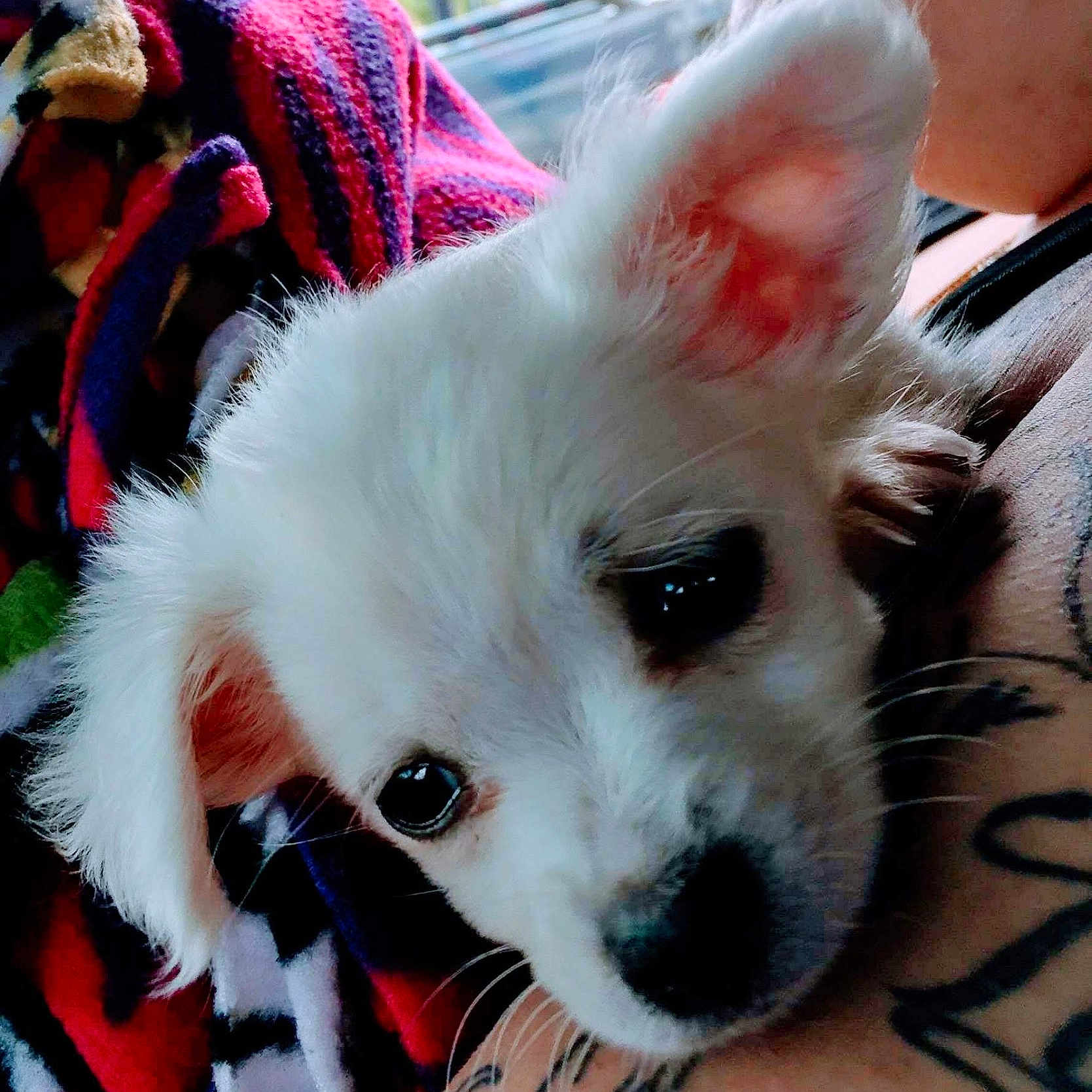 Angel joined the competition — help win amazing prizes! animal, blanket, close_up, companion, cozy, cute, cute_pet, dog, friendly, fur, indoor, pet, portrait, puppy, snuggling, soft_fur, tattoo, warm, white_dog, young_dog