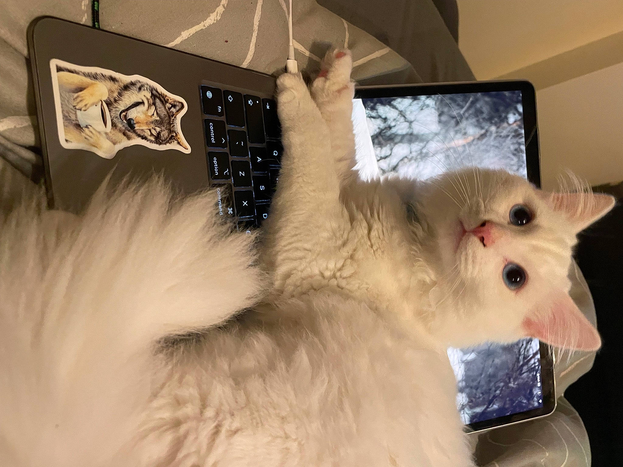 Yuki joined the competition — help win amazing prizes! carnivore, cat, claw, computer, display_device, electronic_device, fawn, felidae, fur, paw, personal_computer, small_to_medium_sized_cats, snout, tail, whiskers
