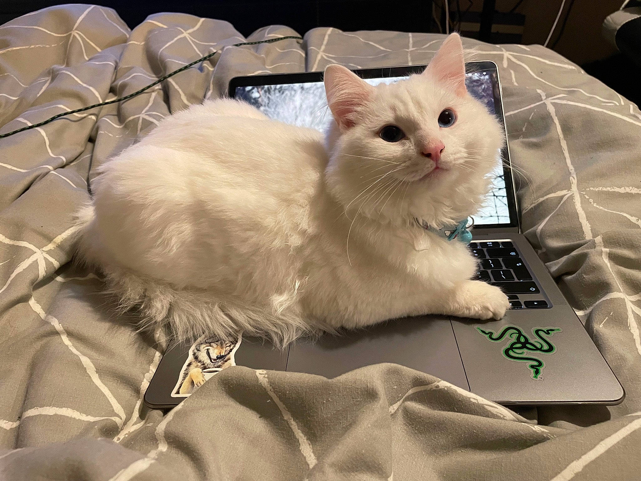 Yuki is registered to the contest to win money with this photo: box, carnivore, cat, comfort, domestic_short_haired_cat, fawn, felidae, fur, paw, small_to_medium_sized_cats, snout, tail, terrestrial_animal, whiskers