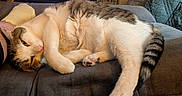 Bosly is registered to the contest to win money with this photo: animal, cat, closeup, couch, cozy, domestic_animal, fur, furniture, indoor, living_room, paw, pet, quilted_blanket, relaxed, resting, sleepy, soft, tabby_cat, tail, white_cat