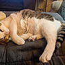 animal, cat, closeup, couch, cozy, domestic_animal, fur, furniture, indoor, living_room, paw, pet, quilted_blanket, relaxed, resting, sleepy, soft, tabby_cat, tail, white_cat