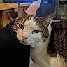 Bosly is registered to the contest to win money with this photo: blurred_background, cat, close_up, cozy, domestic, ears, eye, feline, fur, furniture, home, human_leg, indoor, nose, pet, relaxed, resting, sleepy, television, whiskers