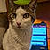 Bosly