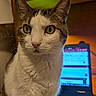 animal, cat, close_up, computer, curious, domestic, ears, feline, focus, fur, green_eyes, house, indoor, laptop, pet, screen, tabby, technology, whiskers, white