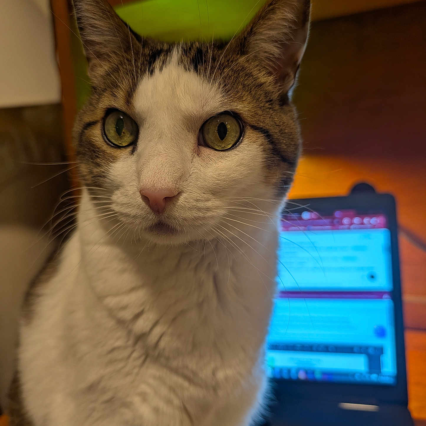 Bosly is registered to the contest to win money with this photo: animal, cat, close_up, computer, curious, domestic, ears, feline, focus, fur, green_eyes, house, indoor, laptop, pet, screen, tabby, technology, whiskers, white