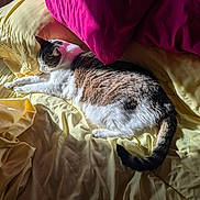 Bosly joined the competition — help win amazing prizes! bed, cat, comfort, cozy, domestic_animal, feline, fur, home, indoor, pet, pink_pillow, quiet, relaxing, resting, sleeping, soft, sunlight, tail, warm_light, yellow_sheets