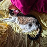 bed, cat, comfort, cozy, domestic_animal, feline, fur, home, indoor, pet, pink_pillow, quiet, relaxing, resting, sleeping, soft, sunlight, tail, warm_light, yellow_sheets