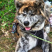 Arata participe au concours pour gagner de l'argent avec cette photo : animal, brindle_coat, canine, closeup, daylight, dog, forest, fur, greenery, happy, harness, leash, mammal, nature, outdoor, paw, pet, resting, smiling, tongue_out