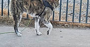 Arata a rejoint le concours — aidez-le/la à gagner de superbes lots ! animal, brown, collar, concrete, curious, daylight, dog, ears, fence, grass, gravel, harness, leash, nature, outdoor, pet, side_view, standing, tail, white