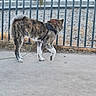 animal, brown, collar, concrete, curious, daylight, dog, ears, fence, grass, gravel, harness, leash, nature, outdoor, pet, side_view, standing, tail, white