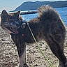 Arata participe au concours pour gagner de l'argent avec cette photo : animal, beach, canine, daytime, dog, fur, happy, harness, landscape, leash, mountain, nature, outdoor, pet, rocky_beach, sky, smiling, sunlight, tongue_out, water