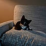 kitten, cat, tuxedo_cat, black_and_white, pet, animal, cute, feline, indoor, chair, cushion, cozy, portrait, soft_light, texture, relaxing, small, whiskers, curious, domestic