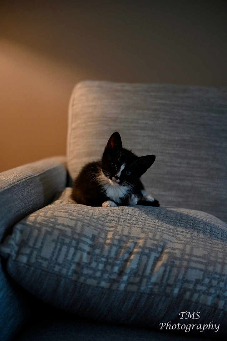 Max joined the competition — help win amazing prizes! kitten, cat, tuxedo_cat, black_and_white, pet, animal, cute, feline, indoor, chair, cushion, cozy, portrait, soft_light, texture, relaxing, small, whiskers, curious, domestic