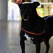 Nino participe au concours pour gagner de l'argent avec cette photo : alert, animal, black_dog, blurred_background, calm, canine, companion, curious, dog, domestic_animal, floor, four_legs, harness, indoor, leash, pet, short_fur, standing, white_chest, white_paws