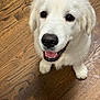animal, canine, closeup, companion, cute, dog, domestic_animal, floor, friendly, fur, happy, indoor, looking_up, pet, puppy, sitting, smiling, white_dog, wooden_floor, young_dog