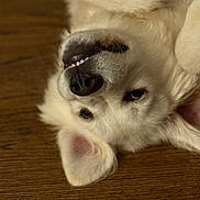 Boo is registered to the contest to win money with this photo: animal, canine, close_up, cute, dog, ears, face, floor, fur, indoor, lying_down, nose, pet, playful, relaxed, smiling, teeth, upside_down, white_dog, wooden_floor