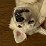 animal, canine, close_up, cute, dog, ears, face, floor, fur, indoor, lying_down, nose, pet, playful, relaxed, smiling, teeth, upside_down, white_dog, wooden_floor