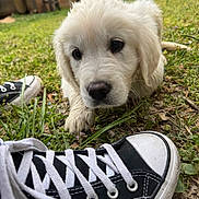 Boo joined the competition — help win amazing prizes! puppy, dog, grass, sneakers, shoe, outdoor, backyard, fence, brick_house, pet, curious, closeup, young_dog, black_and_white, casual, nature, playful, animal, daylight, cute