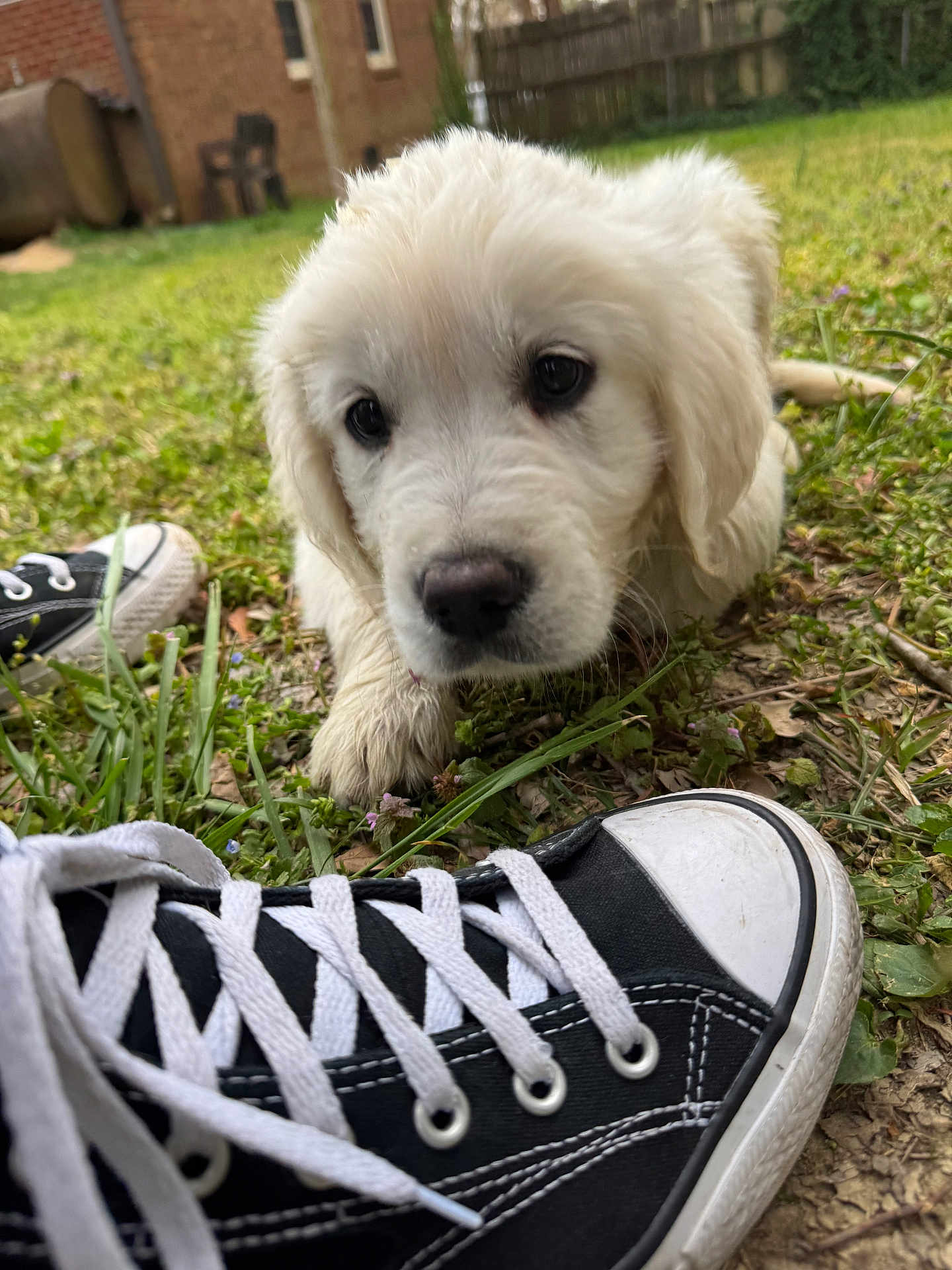 Boo joined the competition — help win amazing prizes! puppy, dog, grass, sneakers, shoe, outdoor, backyard, fence, brick_house, pet, curious, closeup, young_dog, black_and_white, casual, nature, playful, animal, daylight, cute