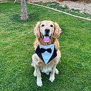 Sammy joined the competition — help win amazing prizes! animal, bandana, canine, cute, dog, friendly, fur, garden, golden_retriever, grass, greenery, happy, lawn, outdoor, pet, potted_plant, sitting, tongue_out, tree, tuxedo