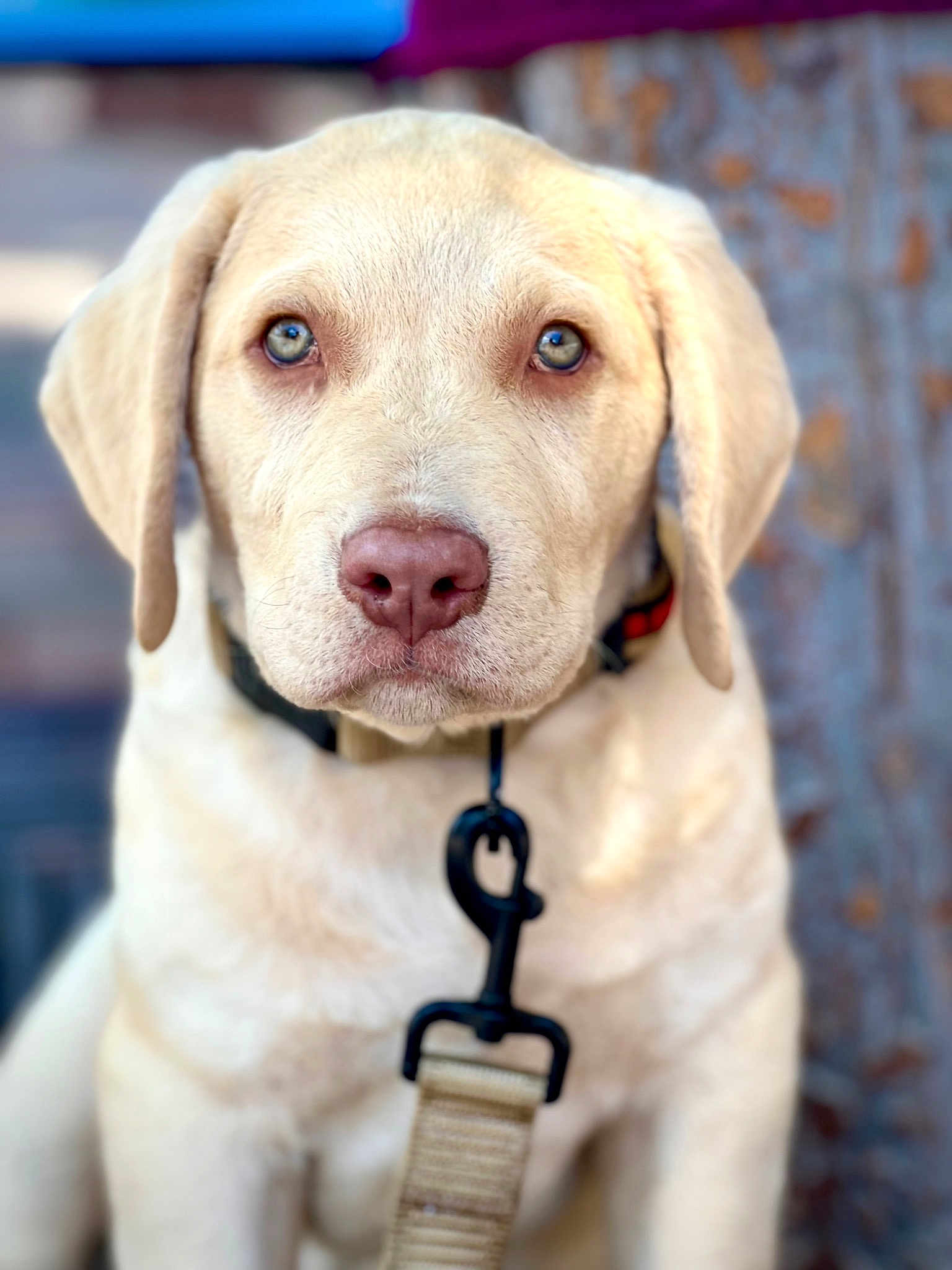 Maverick