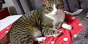Miss Mouse is registered to the contest to win money with this photo: tabby_cat, gray_cat, cat, pet, indoor, blanket, polka_dots, fur, relaxing, curtains, bed, hairbrush, animal, domestic_cat, whiskers, paw, feline, resting, cozy, closeup
