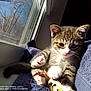 Miss Mouse joined the competition — help win amazing prizes! kitten, cat, paw, toy, feather, window, sunlight, towel, indoor, pet, feline, playful, cute, animal, young, striped, whiskers, relaxing, closeup, soft
