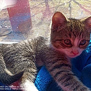 Miss Mouse is registered to the contest to win money with this photo: kitten, cat, feline, pet, animal, tabby, fur, paw, towel, blue, window, screen, sunlight, indoor, closeup, young, cute, curious, resting, soft