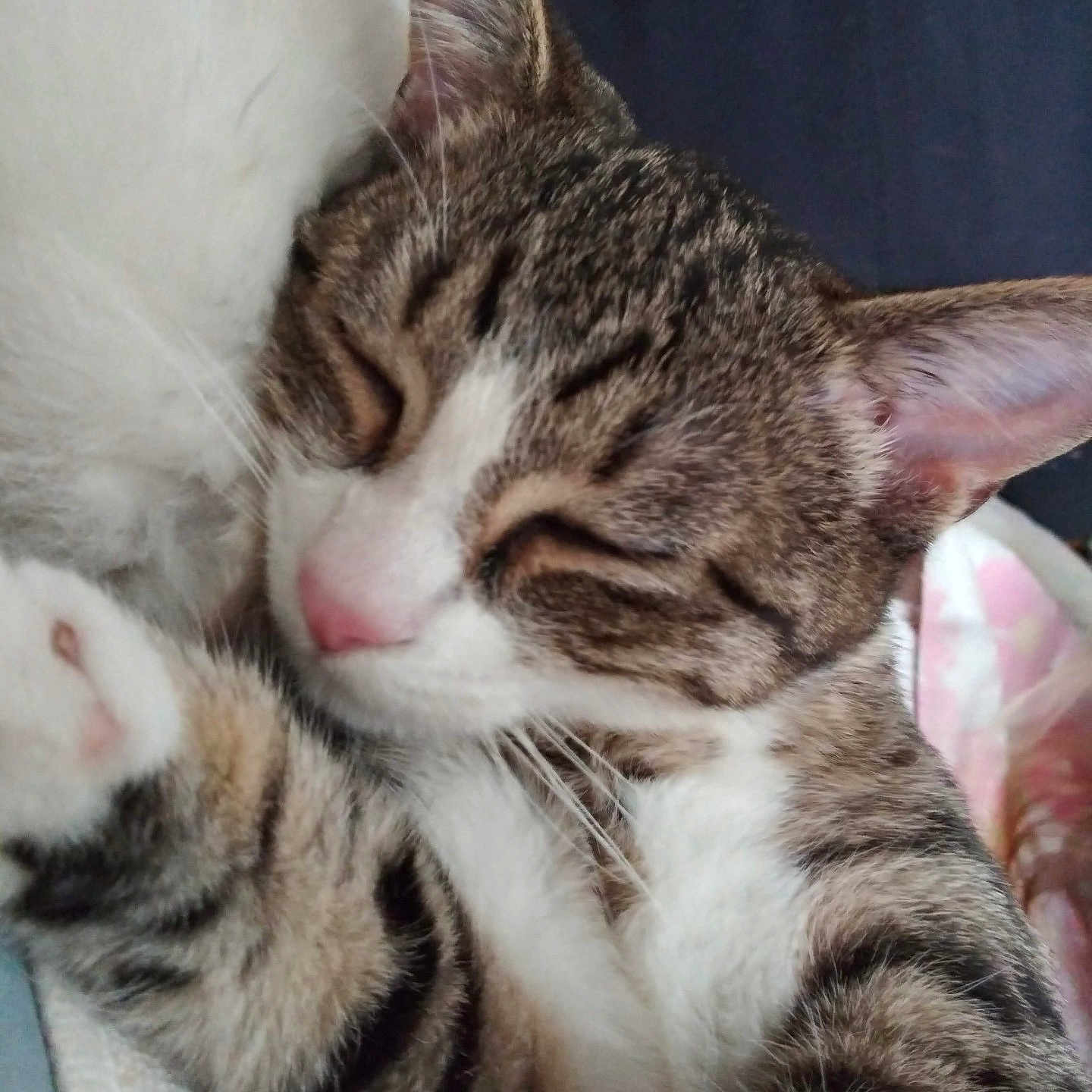 Miss Mouse is registered to the contest to win money with this photo: animal, blanket, cat, close_up, cozy, cute, domestic_cat, feline, fur, indoor, paw, pet, pink_nose, relaxed, resting, sleeping, soft, striped, tabby, whiskers