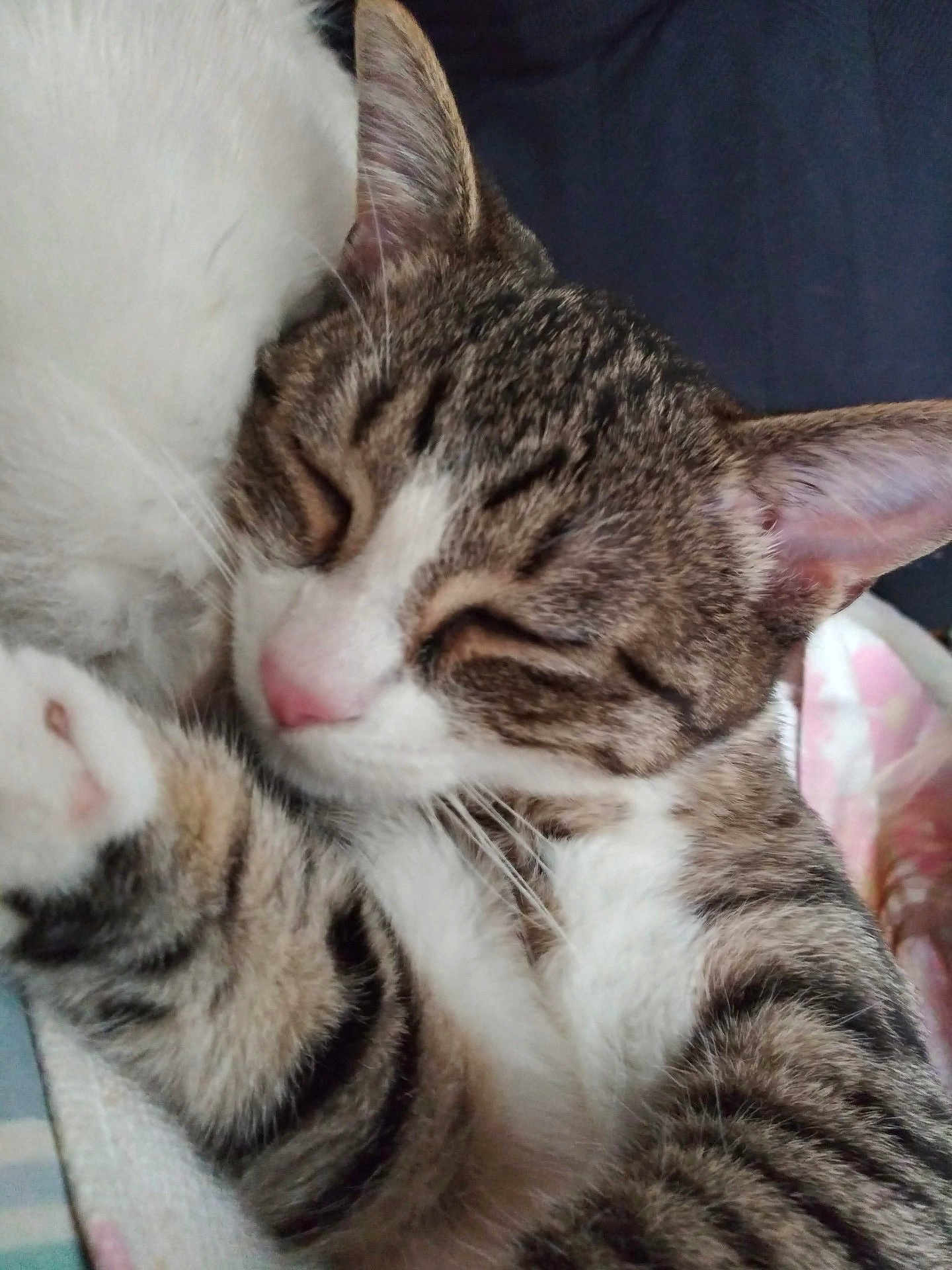 Miss Mouse is registered to the contest to win money with this photo: cat, tabby, sleeping, close_up, paw, fur, whiskers, pink_nose, striped, pet, cozy, blanket, resting, domestic_cat, animal, cute, indoor, relaxed, soft, feline
