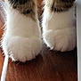 Miss Mouse is registered to the contest to win money with this photo: cat, cat_paws, furry, white_paws, close_up, wooden_surface, pet, animal, soft, striped, fur, legs, domestic_cat, cute, mammal, indoor, claws_hidden, standing, tabby, whiskers_not_visible