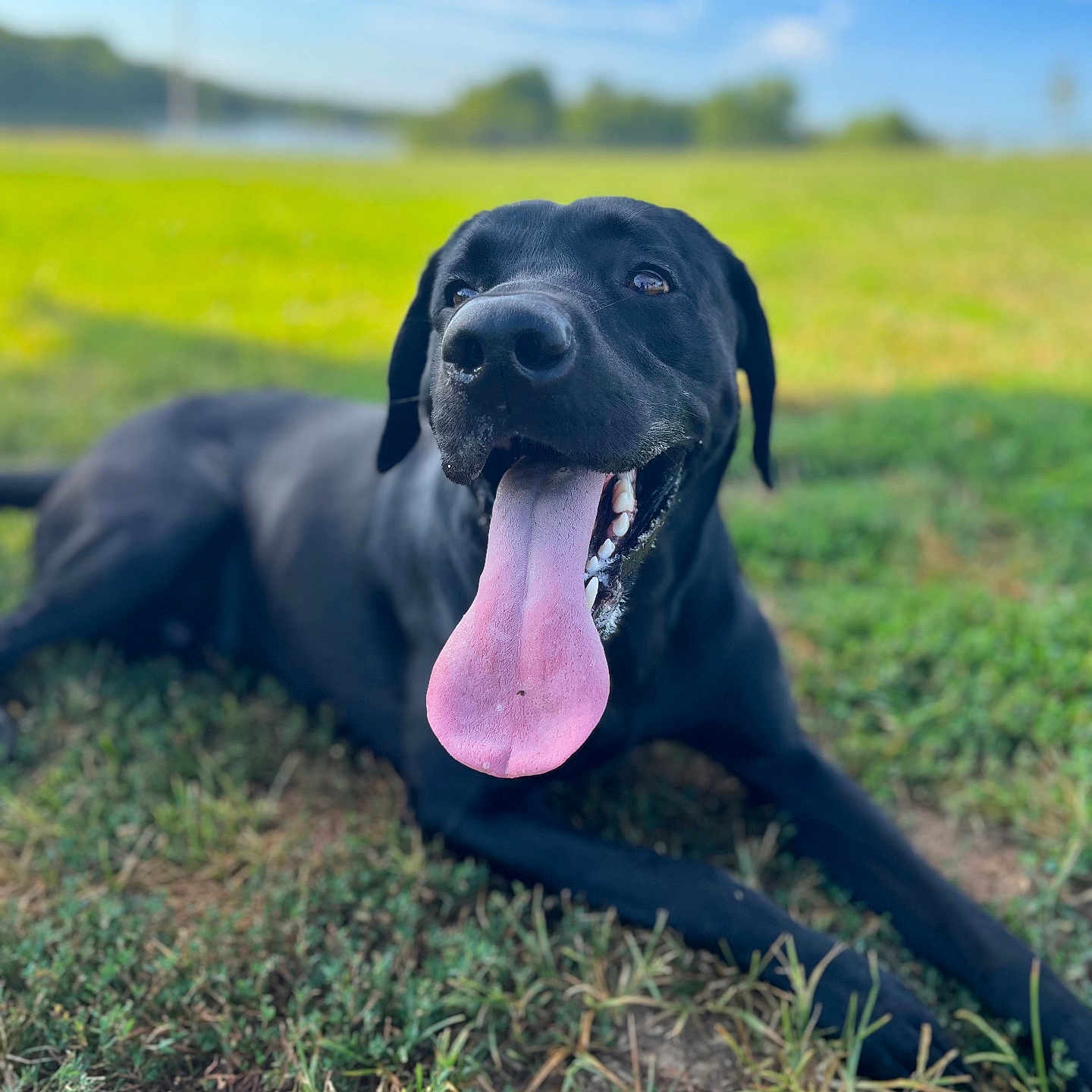 Kobe is registered to the contest to win money with this photo: animal, ball, bodypart, canine, dog, football, grass, hound, labradorretriever, pet, plant, pointer, puppy, racket, soccer, soccerball, sphere, sport, tennis, tennisball