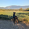 Baïko a rejoint le concours — aidez-le/la à gagner de superbes lots ! animal, back_view, canine, daylight, dog, field, grass, greenery, landscape, mountain, nature, outdoor, peaceful, pet, rural, scenic, sky, summer, sunlight, walking_path