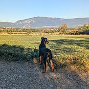 Baïko a rejoint le concours — aidez-le/la à gagner de superbes lots ! animal, canine, daytime, dog, environment, fence, field, grass, landscape, mountain, nature, outdoor, path, pet, rural, scenery, sky, sunlight, tree, walking