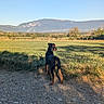 animal, canine, daytime, dog, environment, fence, field, grass, landscape, mountain, nature, outdoor, path, pet, rural, scenery, sky, sunlight, tree, walking