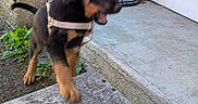 Baïko participe au concours pour gagner de l'argent avec cette photo : puppy, dog, leash, outdoor, concrete, door, soil_bag, black_and_tan, motion_blur, young_dog, building_wall, green_plants, step, curb, daylight, playful, pet, animal, sidewalk, harness