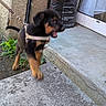 puppy, dog, leash, outdoor, concrete, door, soil_bag, black_and_tan, motion_blur, young_dog, building_wall, green_plants, step, curb, daylight, playful, pet, animal, sidewalk, harness