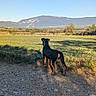 Baïko participe au concours pour gagner de l'argent avec cette photo : animal, blue_sky, daytime, dog, field, grass, gravel, landscape, mountain, nature, outdoor, path, pet, quiet, rural, scenic, sky, standing, sunlight, watching