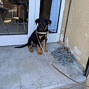 Baïko a rejoint le concours — aidez-le/la à gagner de superbes lots ! puppy, dog, leash, concrete, door, glass, reflection, man, outdoor, step, building, wall, chain, curiosity, pet, young_dog, black_and_tan, sitting, daylight, sidewalk