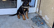 Baïko a rejoint le concours — aidez-le/la à gagner de superbes lots ! black_and_tan, building, chain, concrete, curiosity, daylight, dog, door, glass, leash, man, outdoor, pet, puppy, reflection, sidewalk, sitting, step, wall, young_dog
